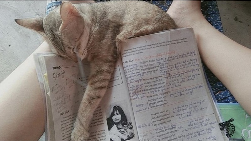 Một chú mèo đã tiên tri đúng đề thi Văn năm nay. Ảnh: FB Một chú mèo đã tiên tri đúng đề thi Văn năm nay. Ảnh: FB