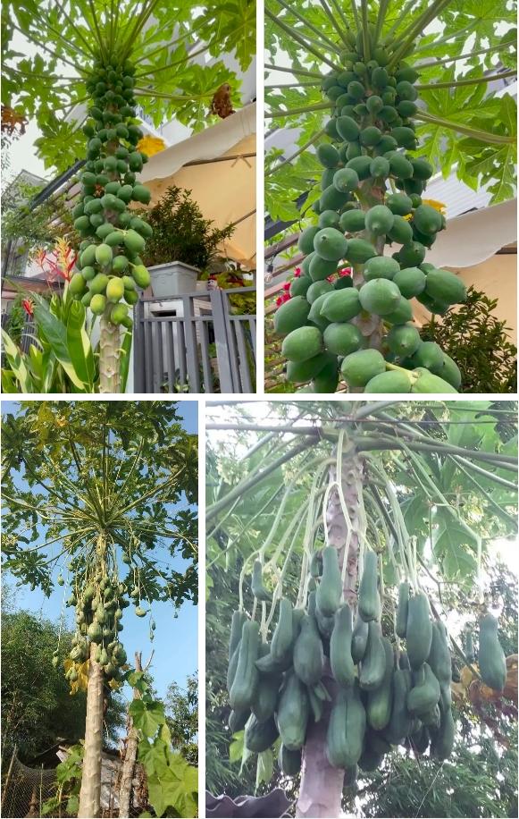 Cây đu đủ mọc quả siêu 'dị biệt', chủ nhà mạnh dạn định giá 7 tỷ mới chuyển nhượng 2 Cây đu đủ mọc quả siêu 'dị biệt', chủ nhà mạnh dạn định giá 7 tỷ mới chuyển nhượng 2
