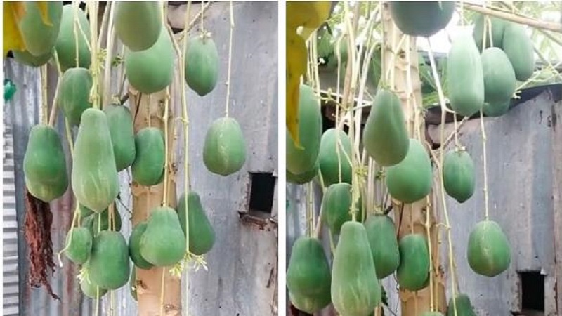 Cây đu đủ mọc quả siêu 'dị biệt', chủ nhà mạnh dạn định giá 7 tỷ mới chuyển nhượng 1 Cây đu đủ mọc quả siêu 'dị biệt', chủ nhà mạnh dạn định giá 7 tỷ mới chuyển nhượng 1