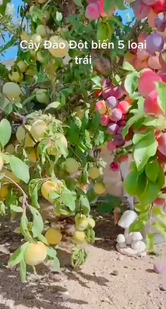 Cây đào 'đột biến' cho quả mọc kín từ thân lên đến cành, dân tình phát ham liền định giá 10 tỷ - Ảnh 1 Cây đào 'đột biến' cho quả mọc kín từ thân lên đến cành, dân tình phát ham liền định giá 10 tỷ - Ảnh 1