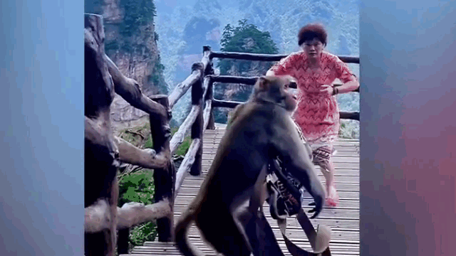 Mải nhảy múa để quay clip 'sống ảo', nữ du khách bị khỉ cướp mất túi xách