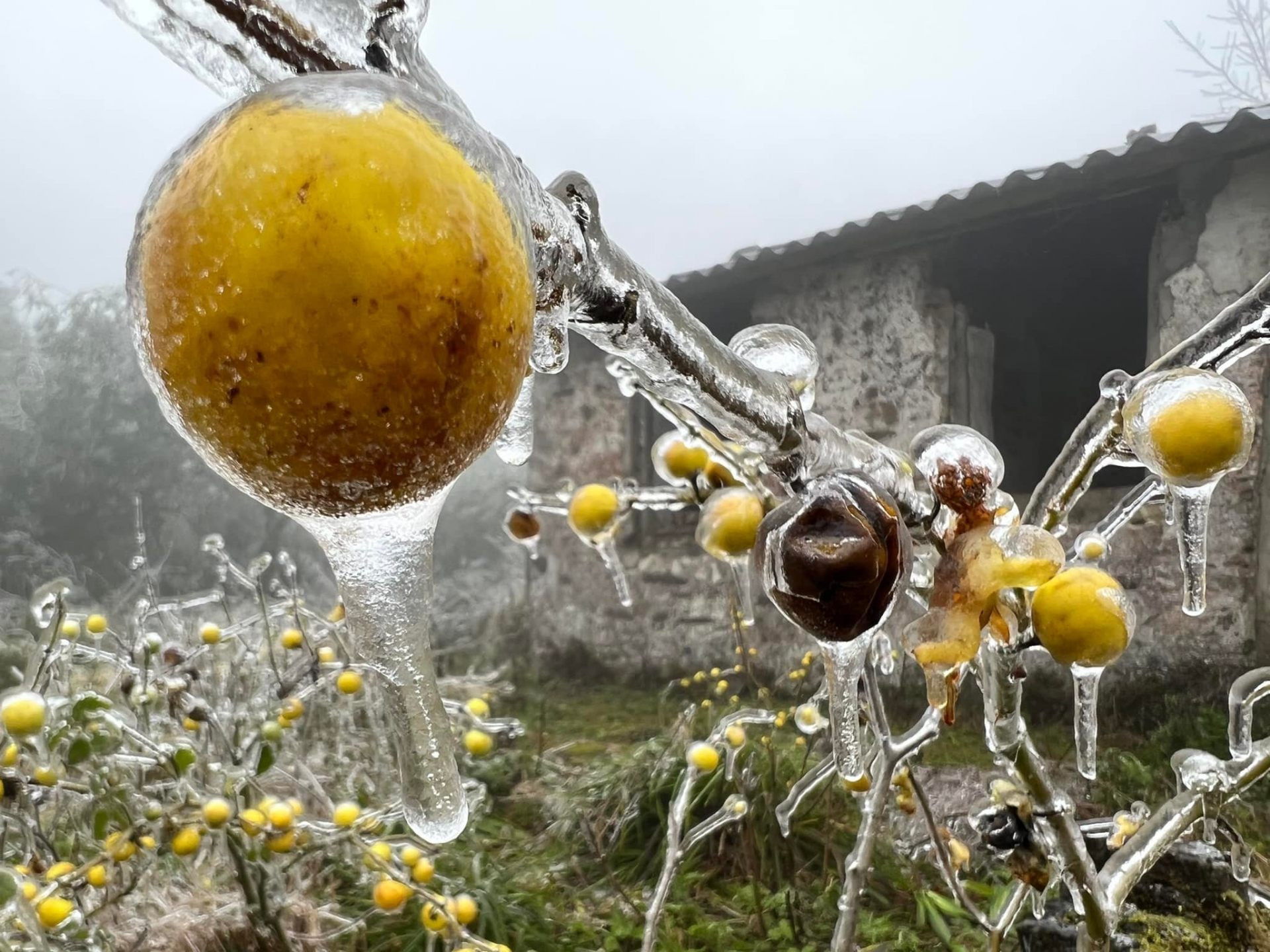 Nhiệt độ tại Phja Oắc ở mức rét hại. Dự báo băng giá vẫn sẽ tiếp diễn trong 1-2 ngày tới. Ảnh: FB