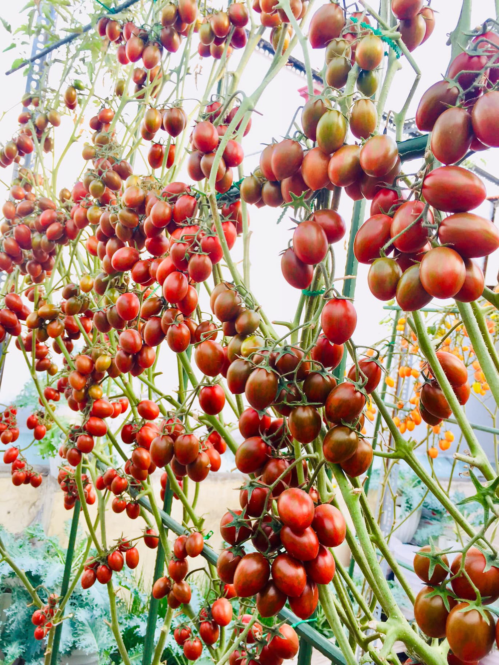 Giàn cà chua trên sân thượng chín đồng loạt cả nghìn quả khiến dân tình 'chỉ biết ước' 4