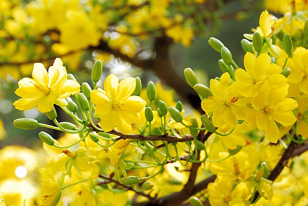 Trong Tết cả Bắc - Trung và Nam Bộ đều ấm áp, có nơi nắng nóng Trong Tết cả Bắc - Trung và Nam Bộ đều ấm áp, có nơi nắng nóng