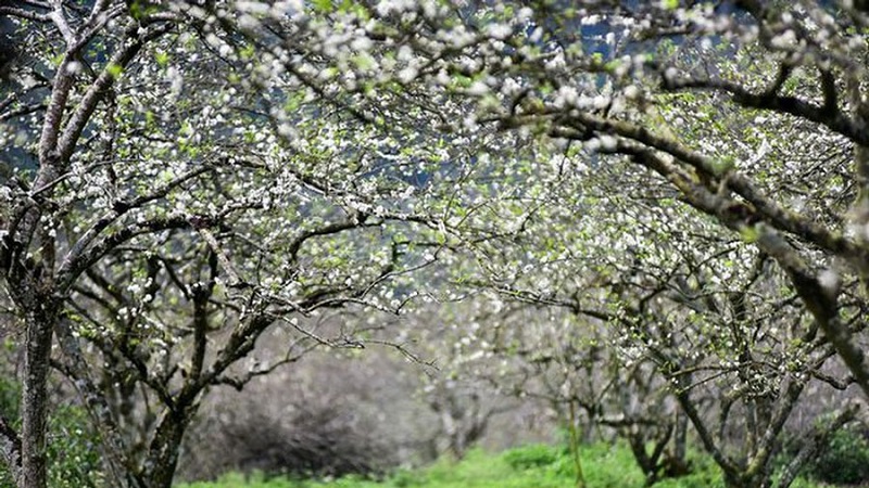 Bản tin dự báo thời tiết đêm nay, ngày mai 18-19/2: Trời rét về đêm và sáng sớm, trưa chiều hửng nắng