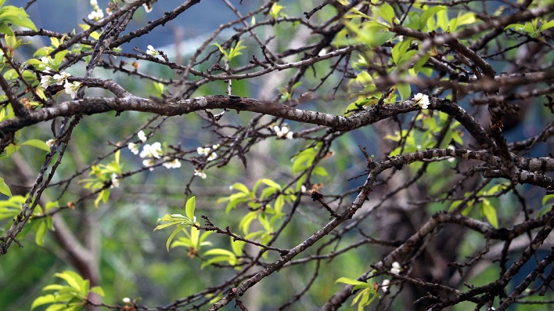 Bản tin dự báo thời tiết đêm nay, ngày mai 19-20/2: Mưa nhỏ vài nơi, trưa chiều hửng nắng nhưng trời rét Bản tin dự báo thời tiết đêm nay, ngày mai 19-20/2: Mưa nhỏ vài nơi, trưa chiều hửng nắng nhưng trời rét