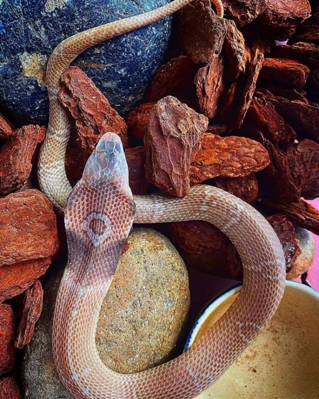 Gái xinh có sở thích nuôi rắn làm vật cưng, bộ sưu tập lên tới cả chục loại - Ảnh 2