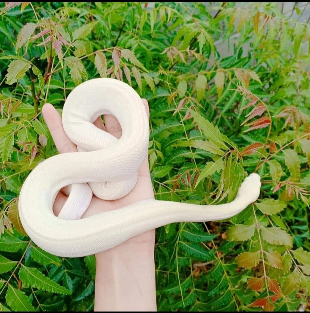 Gái xinh có sở thích nuôi rắn làm vật cưng, bộ sưu tập lên tới cả chục loại - Ảnh 3