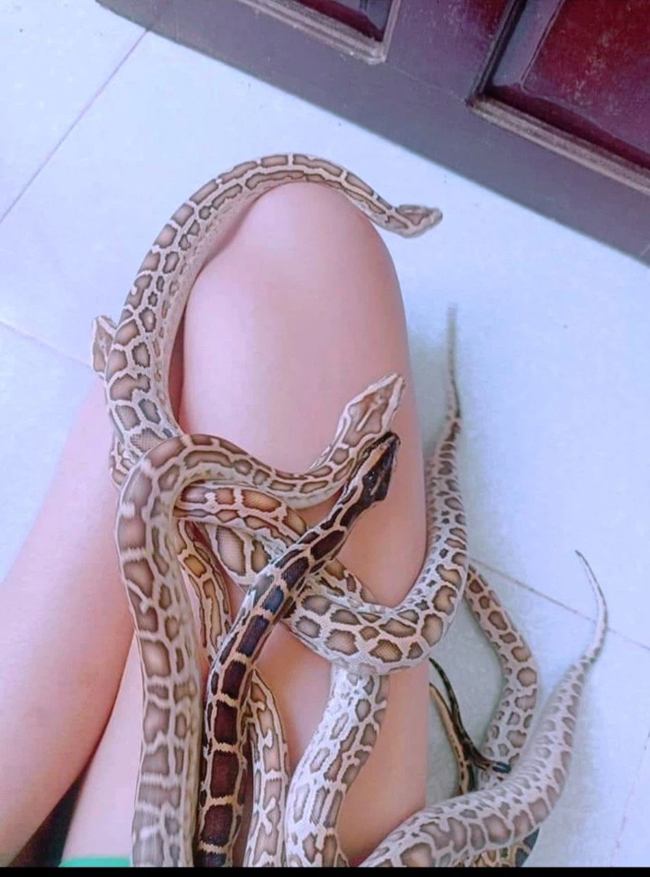Gái xinh có sở thích nuôi rắn làm vật cưng, bộ sưu tập lên tới cả chục loại - Ảnh 4