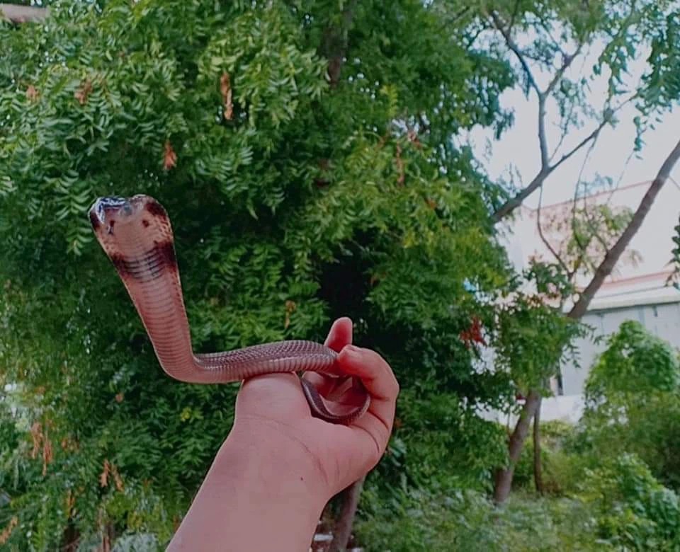 Gái xinh có sở thích nuôi rắn làm vật cưng, bộ sưu tập lên tới cả chục loại - Ảnh 5