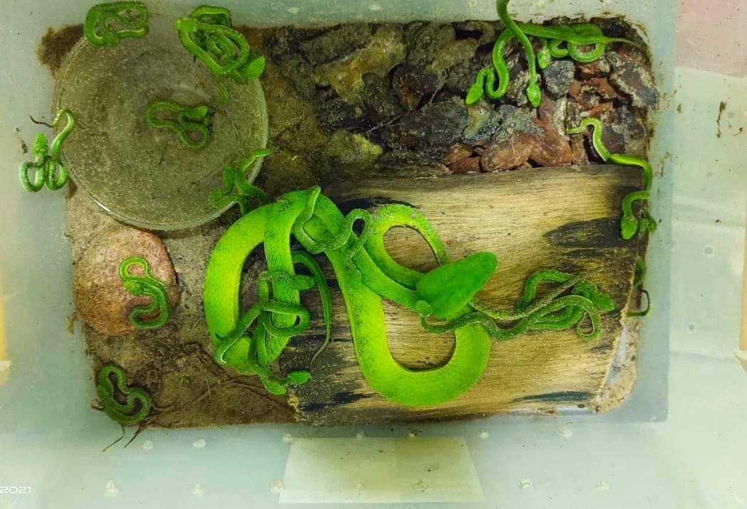 Gái xinh có sở thích nuôi rắn làm vật cưng, bộ sưu tập lên tới cả chục loại - Ảnh 6