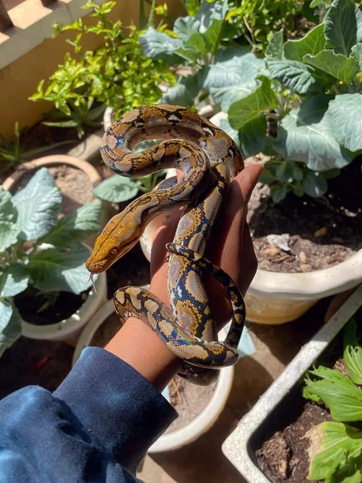Gái xinh có sở thích nuôi rắn làm vật cưng, bộ sưu tập lên tới cả chục loại - Ảnh 7