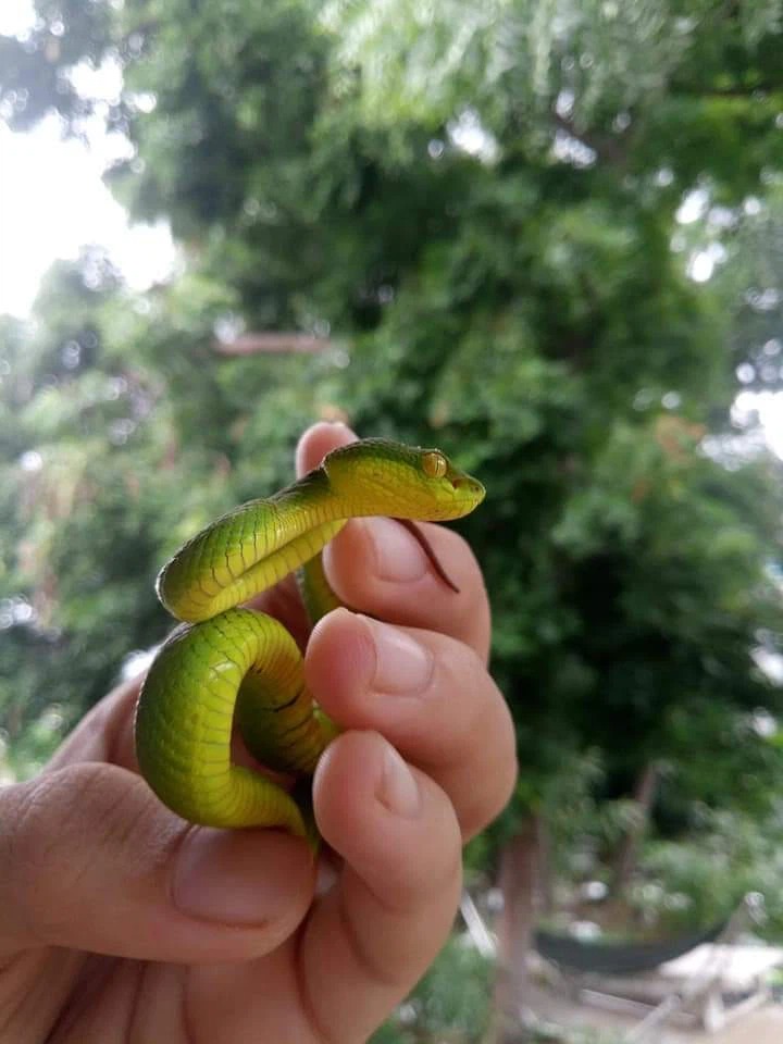 Gái xinh có sở thích nuôi rắn làm vật cưng, bộ sưu tập lên tới cả chục loại - Ảnh 8