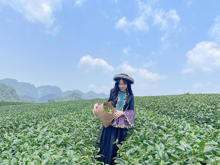 Mèo Sao Hỏa khoe vẻ đẹp tựa công chúa lạc trong rừng ở phố núi Mộc Châu  - Ảnh 4