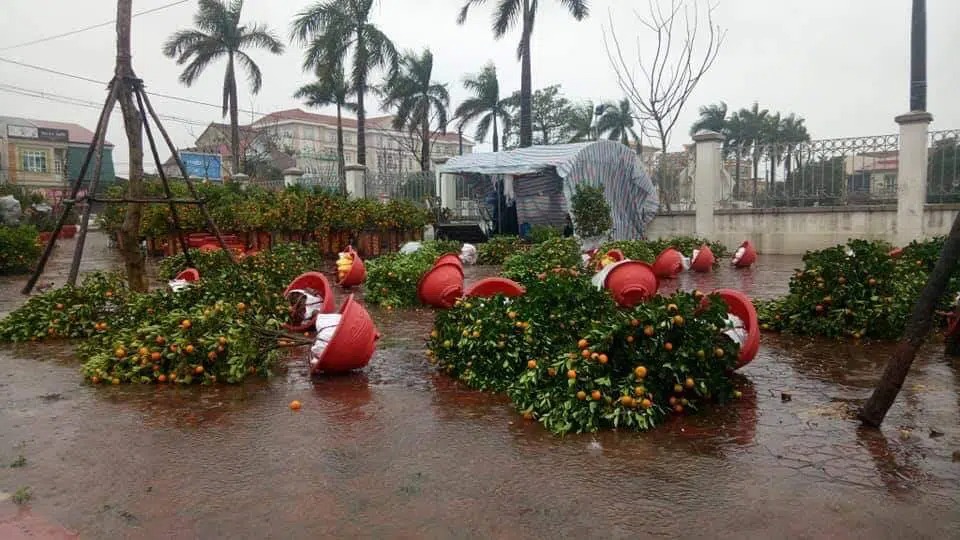 Nhiều chậu quất ở Hà Tĩnh đổ rạp trong cơn mưa rét vào ngày 9/2. Ảnh: Hà Tĩnh 24h Nhiều chậu quất ở Hà Tĩnh đổ rạp trong cơn mưa rét vào ngày 9/2. Ảnh: Hà Tĩnh 24h