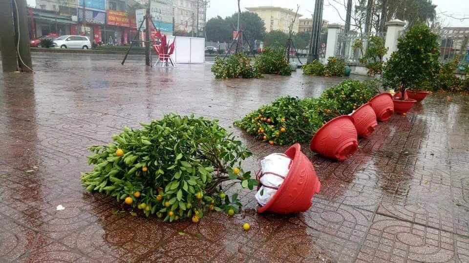 Thời tiết thay đổi bất ngờ ở hai miền, hàng loạt chậu hoa, cây quất đổ nghiêng ngả trong cơn mưa rét cuối năm - Ảnh 1 Thời tiết thay đổi bất ngờ ở hai miền, hàng loạt chậu hoa, cây quất đổ nghiêng ngả trong cơn mưa rét cuối năm - Ảnh 1