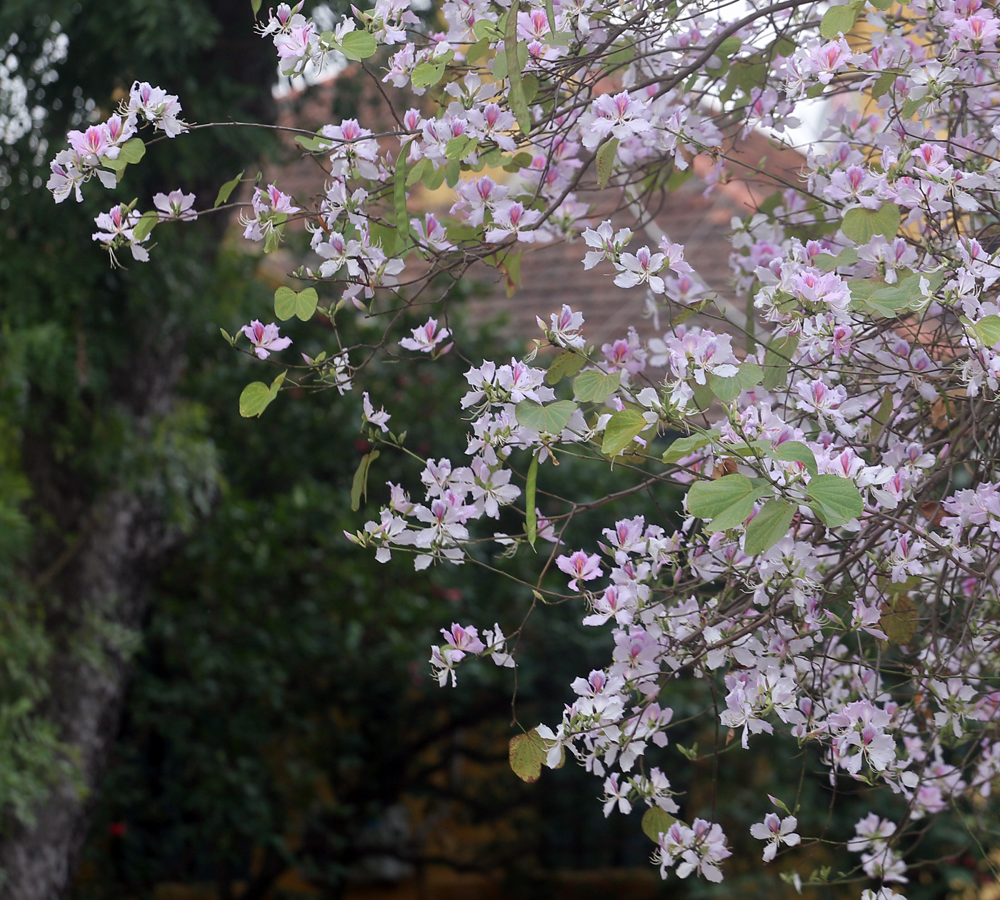 Hoa ban nở rộ trên đường phố Hà Nội, người dân bất chấp dịch bệnh vẫn tụ tập đông người để chụp ảnh - Ảnh 1