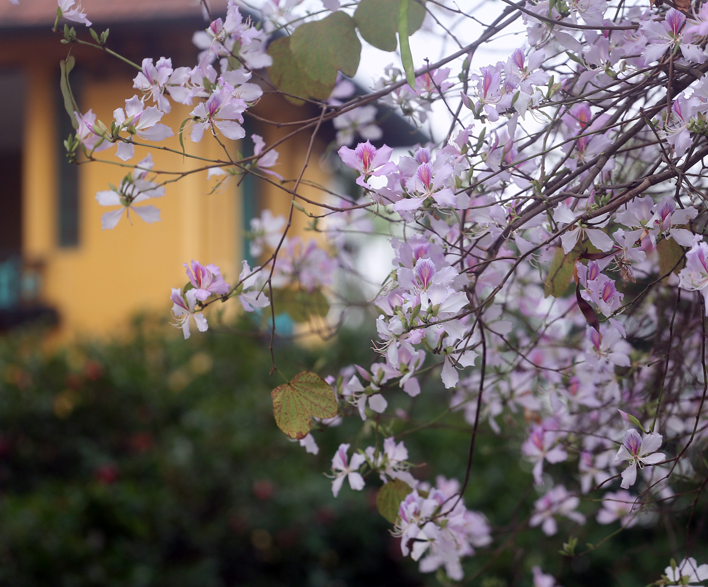 Hoa ban nở rộ cuối tháng 2 tạo nên khung cảnh vô cùng lãng mạn cho thủ đô. Ảnh: Pháp luật và bạn đọc