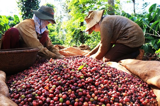 Giá cà phê hôm nay 15/9: Giá cà phê Robusta tiếp đà leo dốc Giá cà phê hôm nay 15/9: Giá cà phê Robusta tiếp đà leo dốc