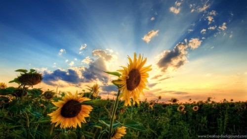 Status đời hay nhất, giúp bạn có được những dòng chiêm nghiệm cuộc đời hữu ích nhất. Ảnh; Internet