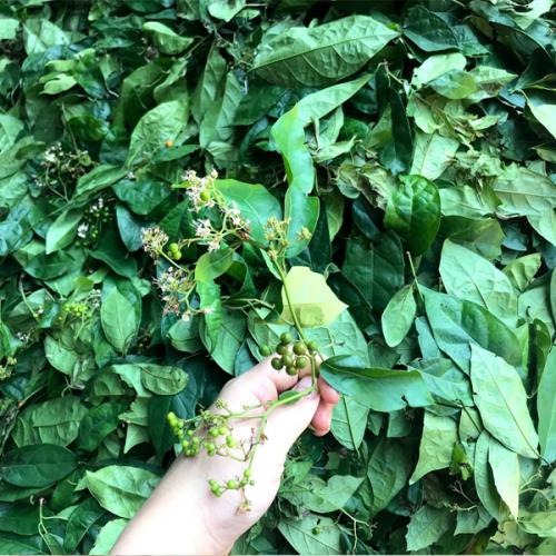 Bất ngờ về những công dụng lá xạ đen trong y học mà không phải ai cũng biết - Ảnh 2 Bất ngờ về những công dụng lá xạ đen trong y học mà không phải ai cũng biết - Ảnh 2