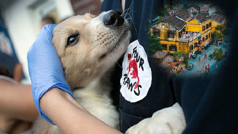 Hội An - Thành phố đầu tiên tại Việt Nam 'nói không' với tiêu thụ thịt chó mèo 1