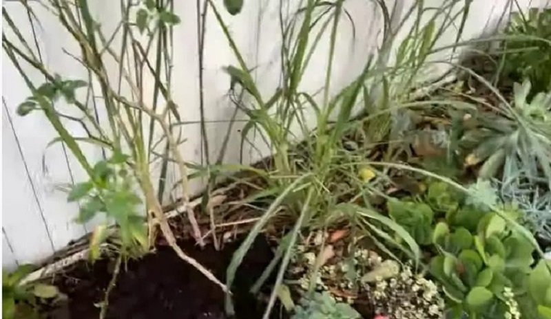 Cận cảnh mọi ngóc ngách tổ ấm 'mướt mắt' bên Mỹ của cố ca sĩ Phi Nhung, một chi tiết gây chú ý - Ảnh 3 Cận cảnh mọi ngóc ngách tổ ấm 'mướt mắt' bên Mỹ của cố ca sĩ Phi Nhung, một chi tiết gây chú ý - Ảnh 3