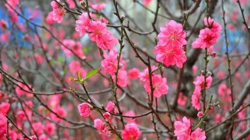Dự báo thời tiết Tết Nhâm Dần 2022: Bắc Bộ chìm trong giá rét, Trung Bộ không mưa 1 Dự báo thời tiết Tết Nhâm Dần 2022: Bắc Bộ chìm trong giá rét, Trung Bộ không mưa 1