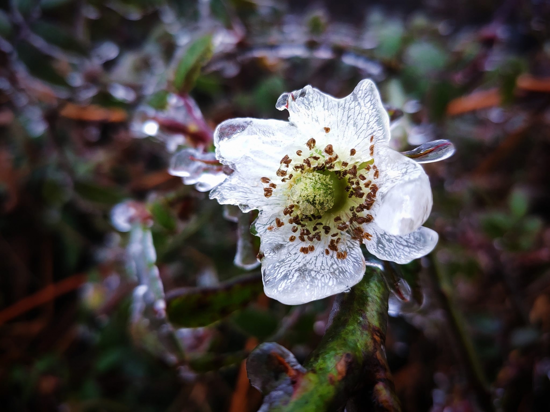 Hoa cỏ đóng băng vì lạnh