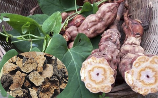 Hà thủ ô có tốt không, tác dụng của hà thủ ô cho người bị rụng tóc Hà thủ ô có tốt không, tác dụng của hà thủ ô cho người bị rụng tóc