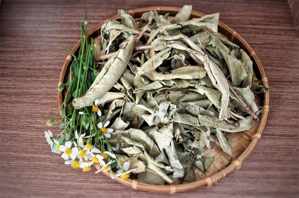 Lá vối khô Lá vối khô