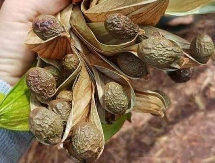 Công dụng hạt ươi và cách sử dụng hạt ươi trong đời sống ai cũng nên biết Công dụng hạt ươi và cách sử dụng hạt ươi trong đời sống ai cũng nên biết