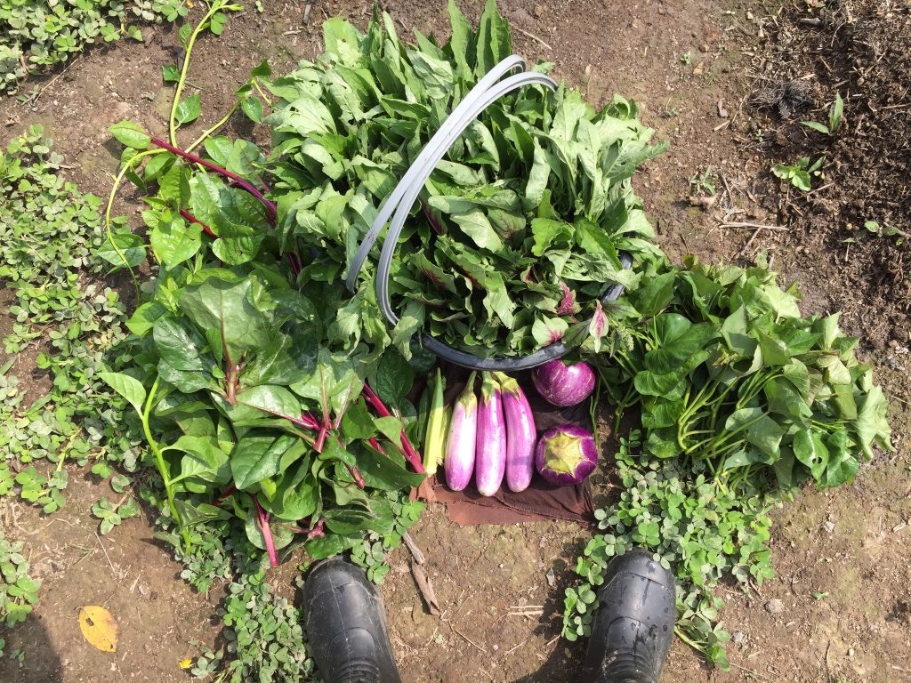 Trong khi chờ các cây ăn quả lớn thì Nuraishah trồng rau