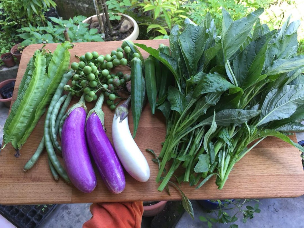 Rau sạch tự tay Nuraishah trồng