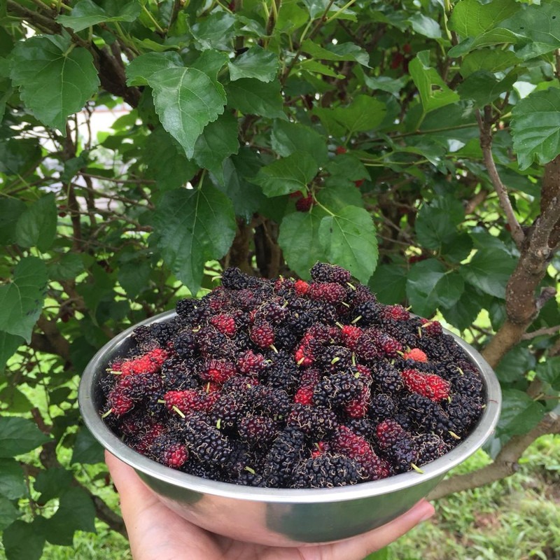 Đây là quả dâu ngon ngọt trong khu vườn Nuraishah