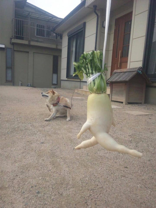 Bé Củ Cải này chụp hình đa dạng về không gian dù “giữ nguyên” một tư thế. Ảnh: twitter @konsai_umemama