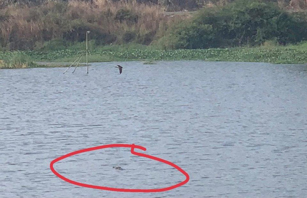 Hình ảnh cá sấu được người dân chụp lại. Ảnh: nld