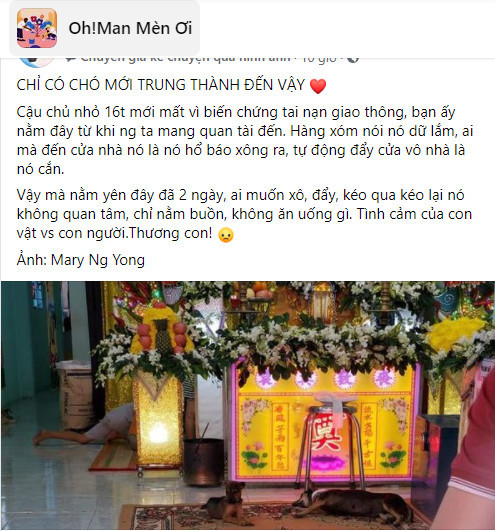 Hình ảnh chú nằm im trong đám tang của chủ nhân khiến nhiều người cảm động. Ảnh: chụp màn hình Hình ảnh chú nằm im trong đám tang của chủ nhân khiến nhiều người cảm động. Ảnh: chụp màn hình
