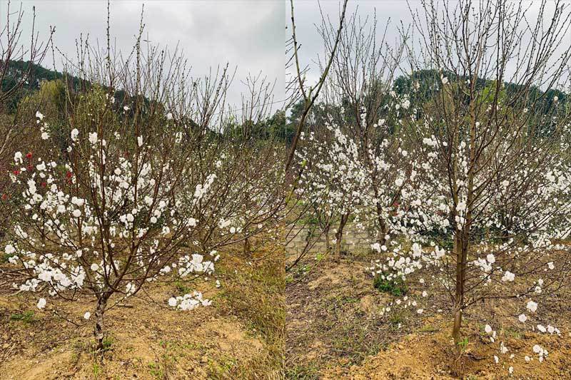 Cây bạch đào rất khó trồng, có số lượng giới hạn, thêm vào đó năm nay số lượng khách tìm mua đào trắng tăng cao nên xuất hiện tình trạng “khan hàng”. Ảnh: Vietnamnnet