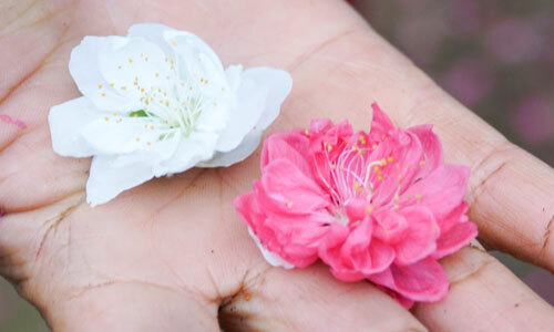 Giống như tên gọi, bạch đào có hoa màu trắng muốt như tuyết, khác hẳn với những loại đào phai, đào bích thông thường. Ảnh: Vnexpress