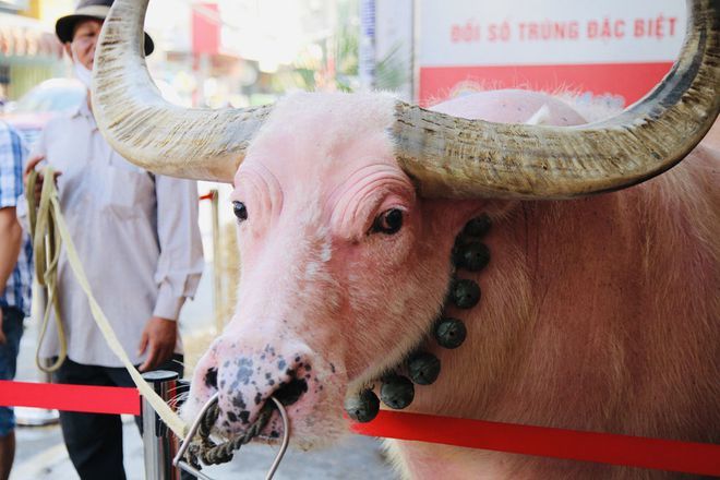 Đặc biệt, tính đến nay, con trâu cũng đã 35 tuổi. . Ảnh: thanhnien Đặc biệt, tính đến nay, con trâu cũng đã 35 tuổi. . Ảnh: thanhnien