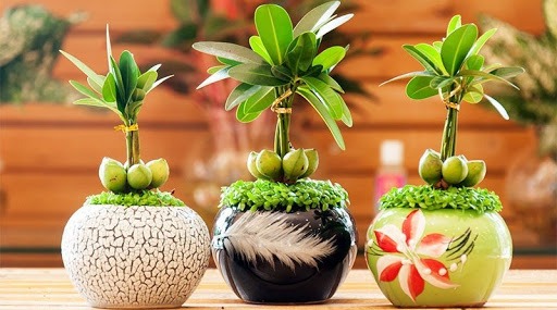 Ảnh minh họa Ảnh minh họa