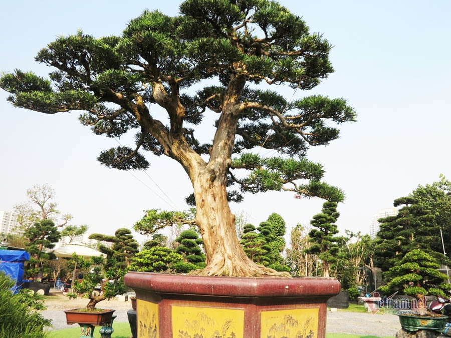 Ảnh minh họa Ảnh minh họa
