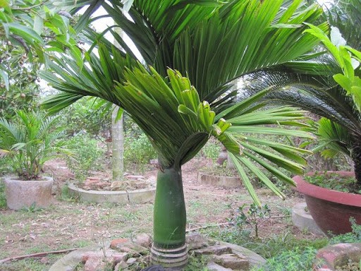 Ảnh minh họa Ảnh minh họa