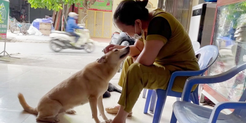 Chú cún khiến CĐM ‘đắm đuối’ vì nhõng nhẽo hơn cả người yêu 1 Chú cún khiến CĐM ‘đắm đuối’ vì nhõng nhẽo hơn cả người yêu 1