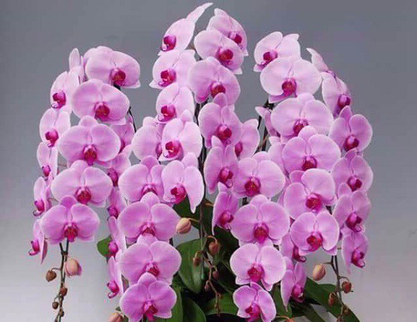 Ảnh minh họa Ảnh minh họa