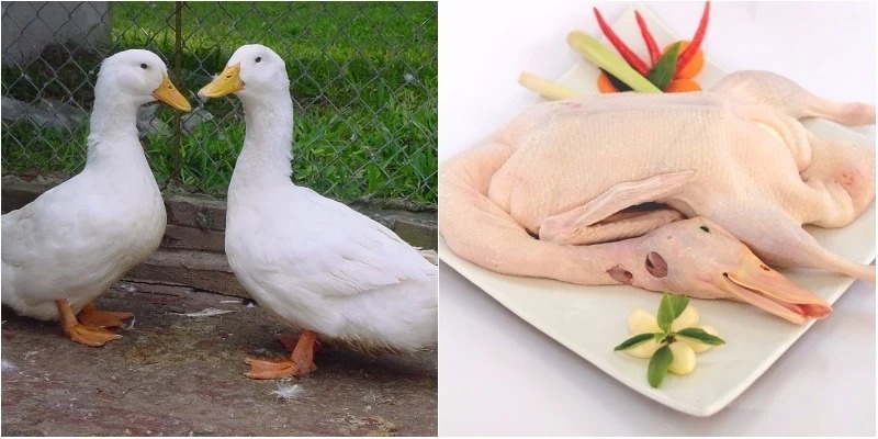 Ảnh minh họa Ảnh minh họa