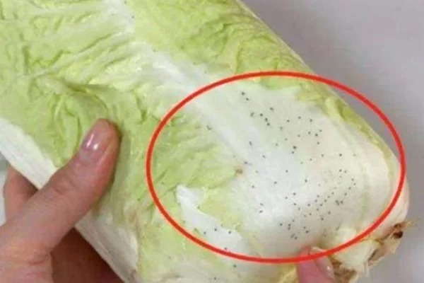 Những loại cải thảo có đốm đen cũng sẽ dễ bị thối nhanh hơn. Ảnh minh họa