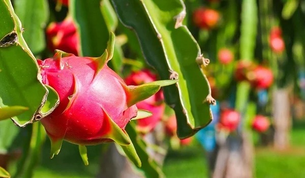 5 loại quả ‘dành cho phụ nữ’: Vừa bảo vệ dạ dày, lại còn giúp làm sạch tử cung - Ảnh 1