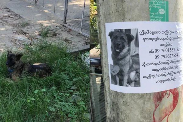 Thấy bản thân trên tờ rơi, chú chó đi lạc liền ngồi ngay bên cạnh ‘chầu chực’ chủ đến đón - Ảnh 2 Thấy bản thân trên tờ rơi, chú chó đi lạc liền ngồi ngay bên cạnh ‘chầu chực’ chủ đến đón - Ảnh 2
